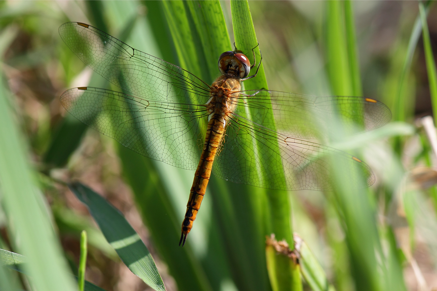 A wandering glider dragonfly resting on green reeds, wings outspread
