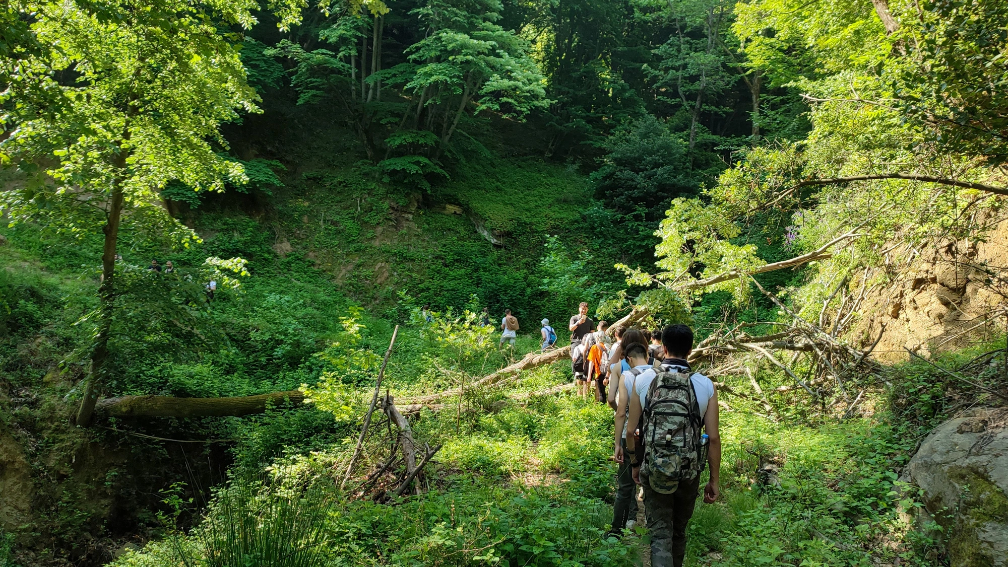 A group walking together along a lush forest trail